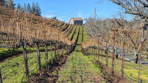 Cover crop at La Mesa Vineyards