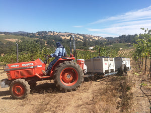 Primitivo harvest 2018 at La Mesa