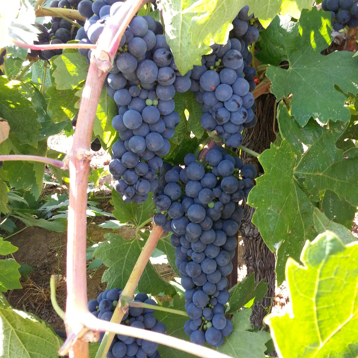 Amador Sparkling Wines Plymouth Aria La Mesa Vineyards