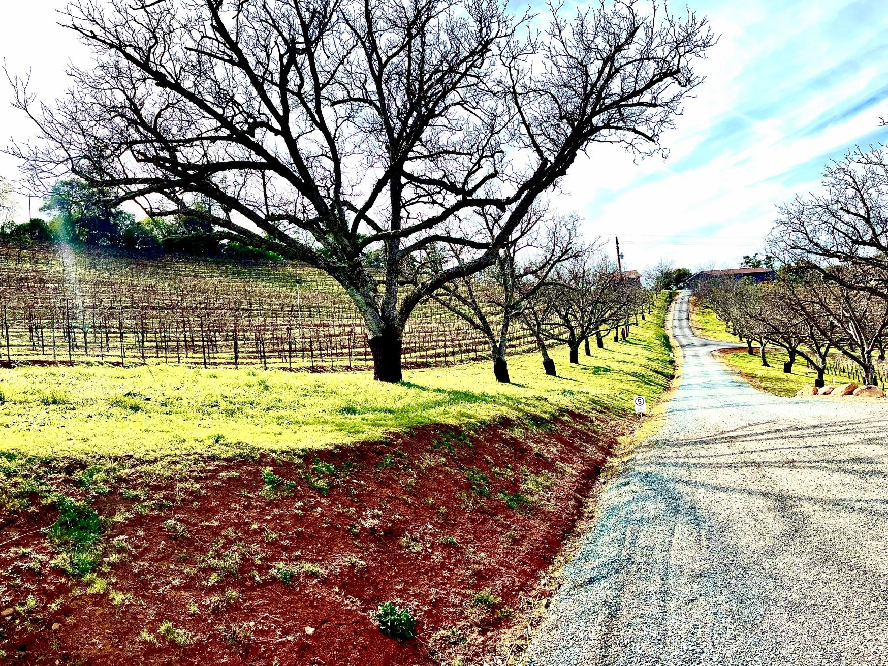 Appetite for Wine Article – La Mesa Vineyards