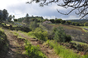 La Mesa hillside circa 2011