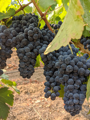 Barbera at La Mesa Vineyards