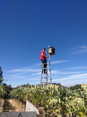 Barn owl boxes at La Mesa