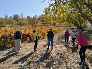 U-Pick Walnuts at La Mesa Vineyards