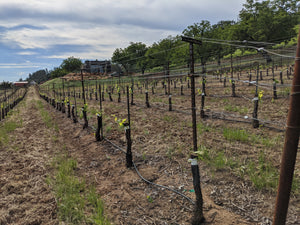 Planting the lower bowl at La Mesa