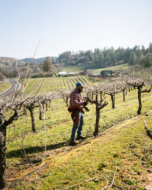 Pruning in early spring at La Mesa Vineyards