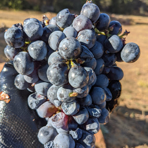 Mourvedre at La Mesa Vineyards