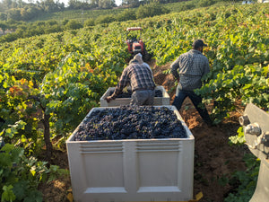 Harvest at La Mesa