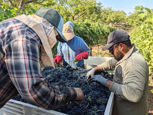 Harvest at La Mesa Vineyards