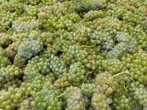 Roussanne at La Mesa Vineyards