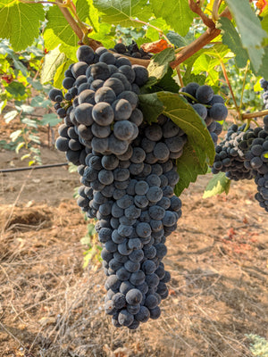 Petite Sirah at La Mesa Vineyards