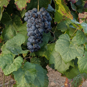 Gamay Noir at La Mesa Vineyards