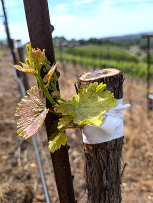 Vine with young Malbec leaves and a wrapped trunk in a vineyard setting