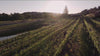La Mesa summertime montage 16:9