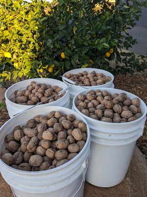 U-Pick walnuts at La Mesa Vineyards