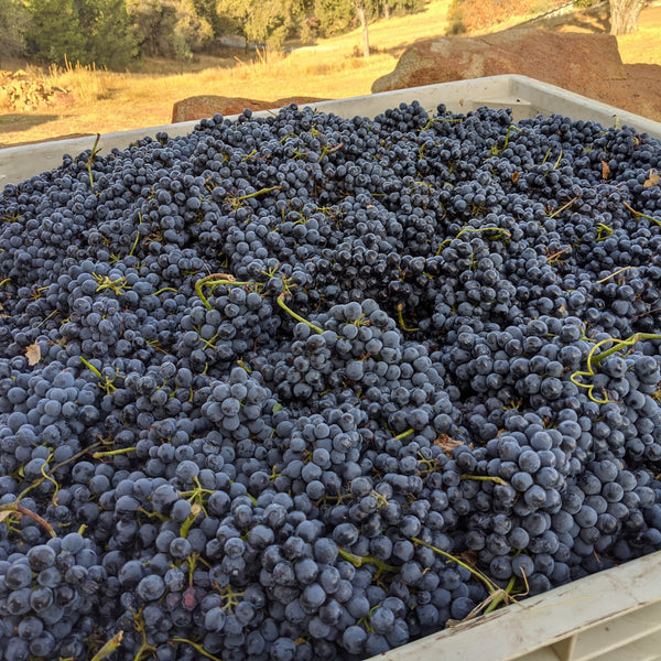 Gorgeous Barbera grapes at harvest.