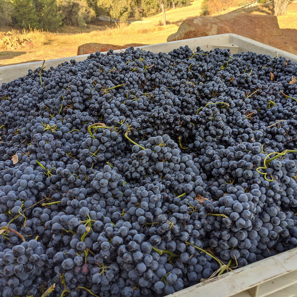 Gorgeous Barbera grapes at harvest.