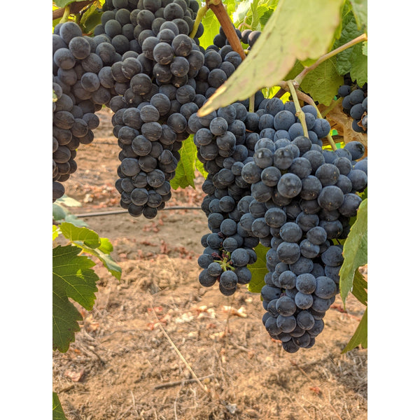 Barbera grapes on the vine