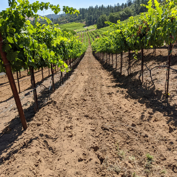 Barbera vineyard at La Mesa.