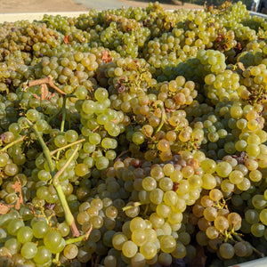 40 year old vine high altitude Chardonnay grapes at harvest.