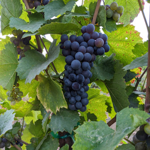 Gamay grape on the vine - small delicate clusters.