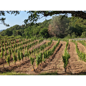 Newly grafted Gamay vineyard at La Mesa. These vines will grow "head trained" with around 16-20 spurs starting knee high up to the top.