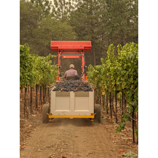 Grenache harvest.