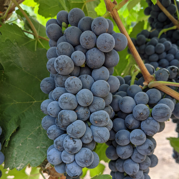 Grenache Noir "Alban" clone grapes on the vine.