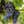 Grenache Noir 