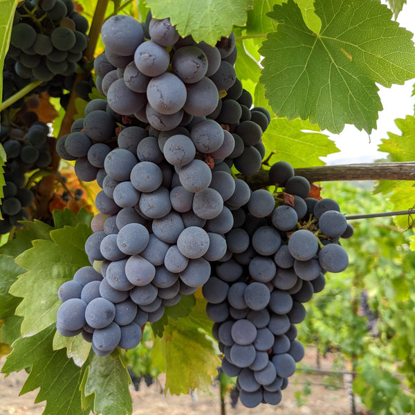 Grenache Noir "Alban" clone grapes on the vine.