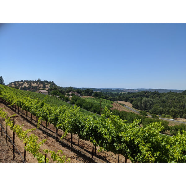 Grenache vineyard at La Mesa, top of the hill, 2000 ft altitude.