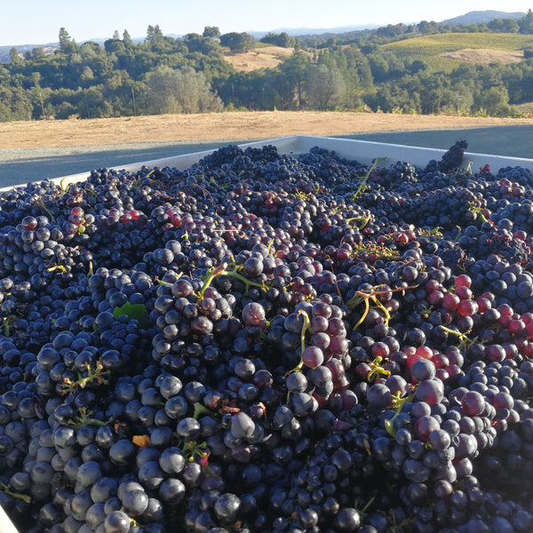 Gorgeous Grenache grapes at harvest.