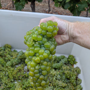 Muscat Canelli grapes off the vine. Long dense clusters.