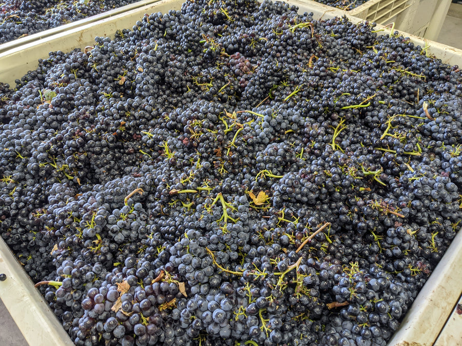 Mourvedre 2021