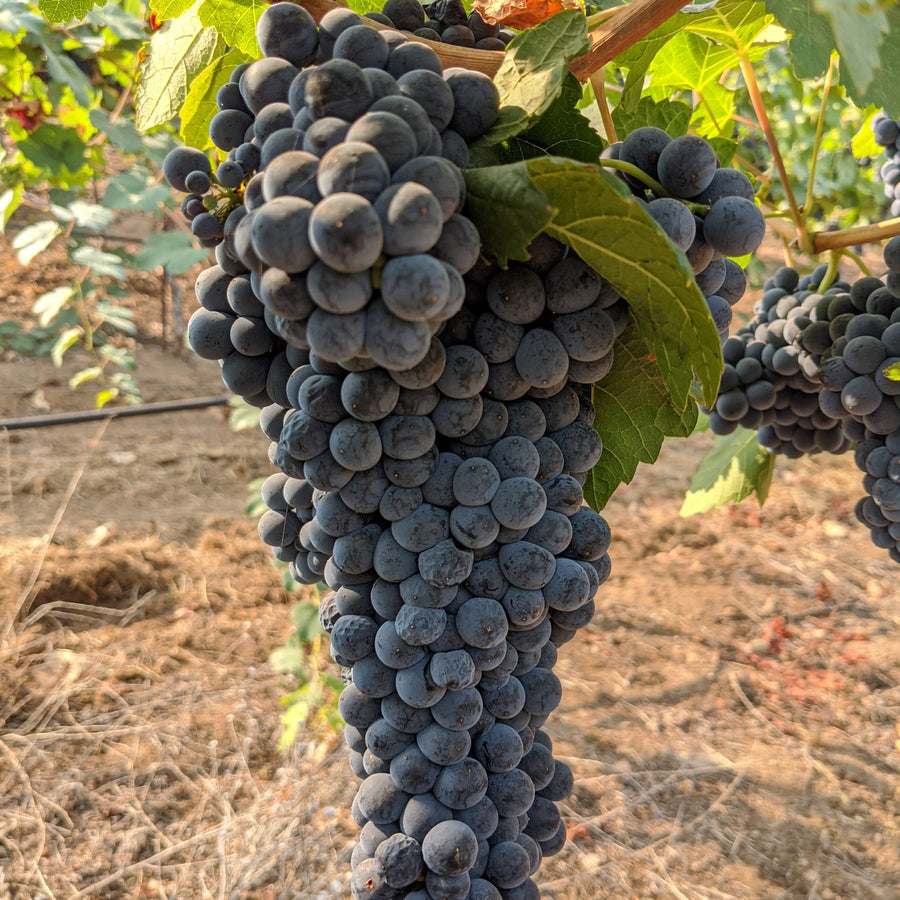 Petite Sirah grape cluster on the vine. Picked at the perfect time!