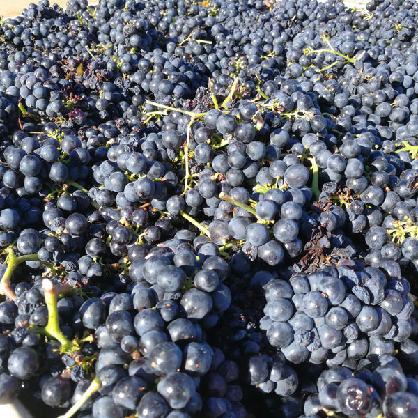 Gorgeous Primitivo grapes at harvest.