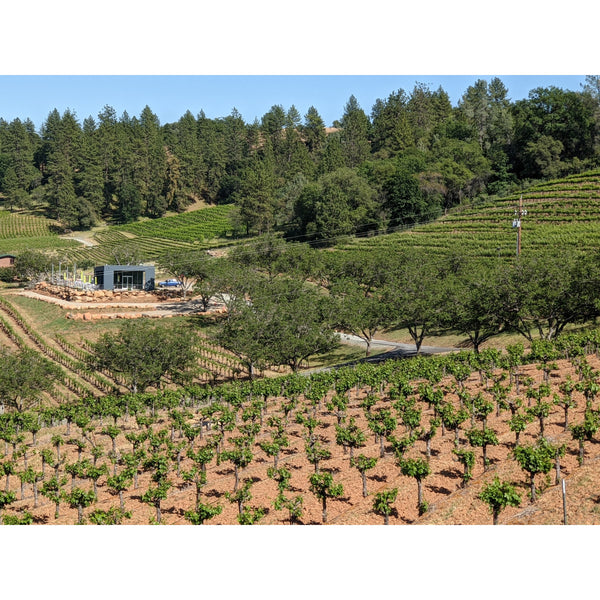 Primitivo vineyard in the foreground, vines planted "head trained". 