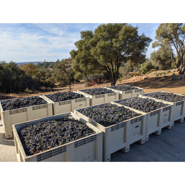 Gorgeous Primitivo grapes at harvest