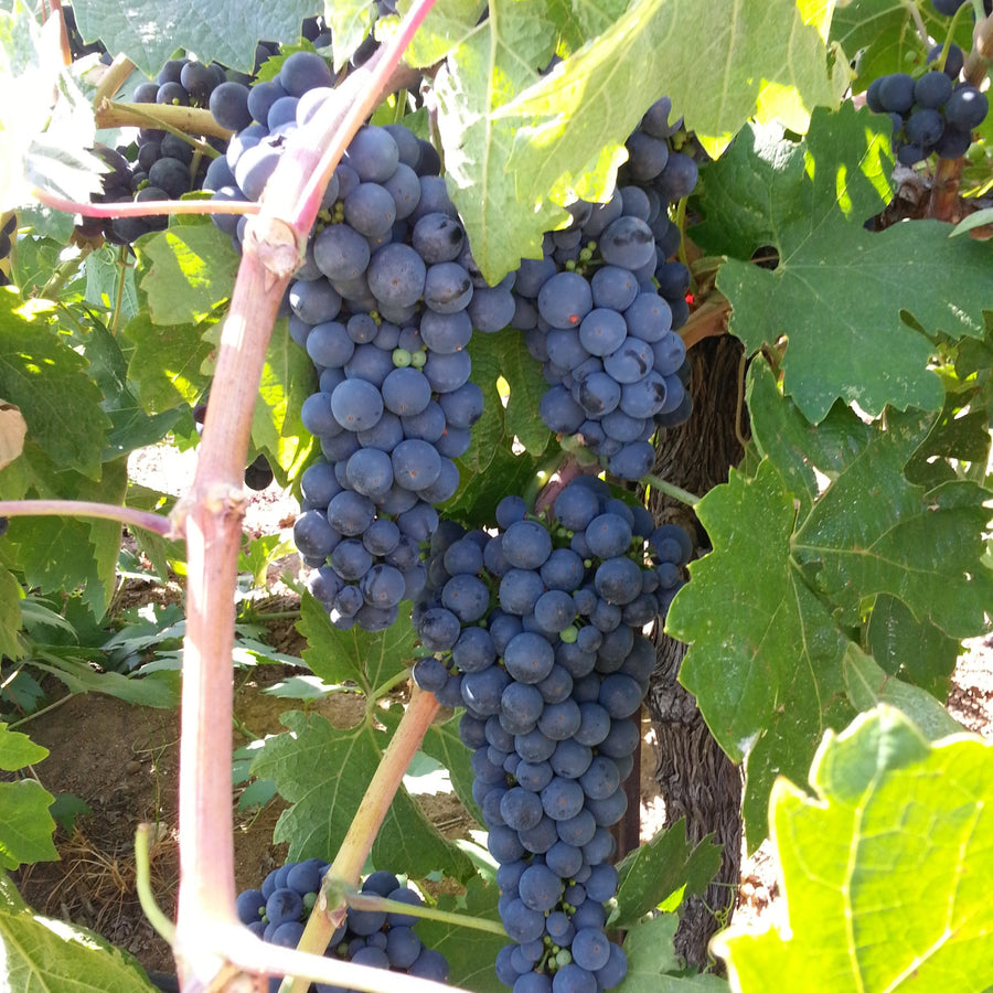 Primitivo grapes on the vine. Our oldest vines at La Mesa.
