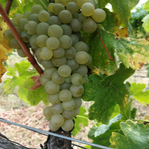 Roussanne grapes on the vine.