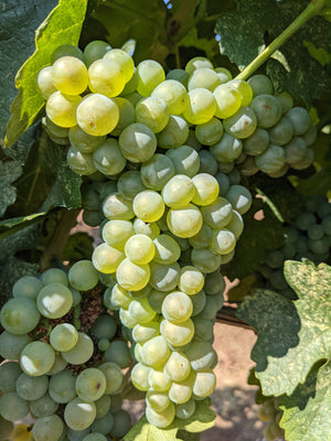 Viognier at La Mesa Vineyards